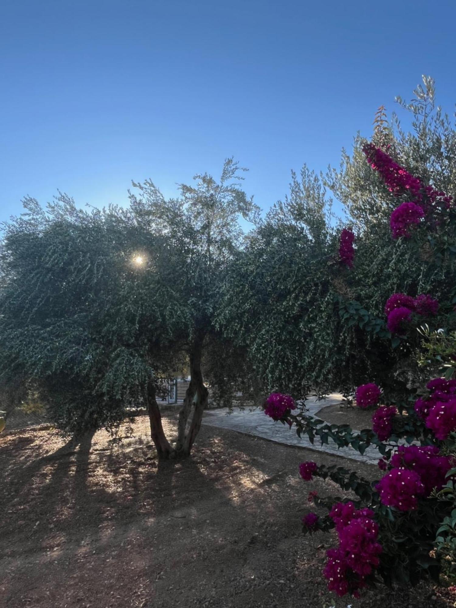 The Olive Grove Villas With Swimming Pool And Breakfast Archanes Exterior foto